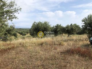 Αγροτεμάχια 3.500 τ.μ. πρός πώληση, Μεσσηνία, Άριο-thumb-4