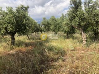 Αγροτεμάχια 3.500 τ.μ. πρός πώληση, Μεσσηνία, Άριο-thumb-1