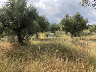 Αγροτεμάχια 3.500 τ.μ. πρός πώληση, Μεσσηνία, Άριο-thumb-5