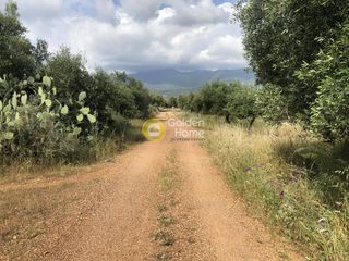 Αγροτεμάχια 3.500 τ.μ. πρός πώληση, Μεσσηνία, Άριο-thumb-15