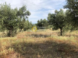 Αγροτεμάχια 3.500 τ.μ. πρός πώληση, Μεσσηνία, Άριο-thumb-6