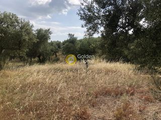 Αγροτεμάχια 3.500 τ.μ. πρός πώληση, Μεσσηνία, Άριο-thumb-2