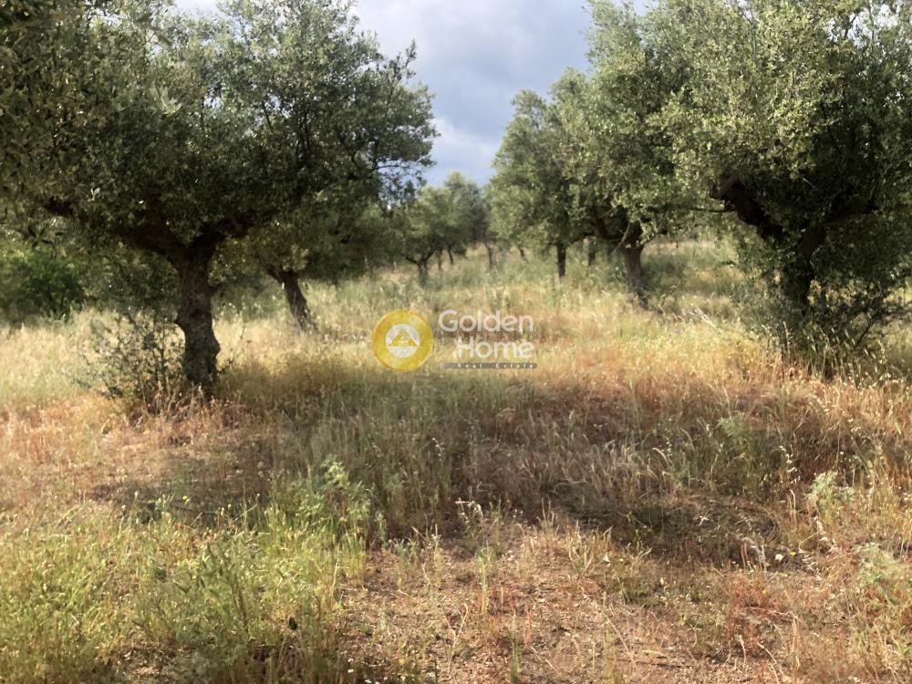 Αγροτεμάχια 3.500 τ.μ. πρός πώληση, Μεσσηνία, Άριο