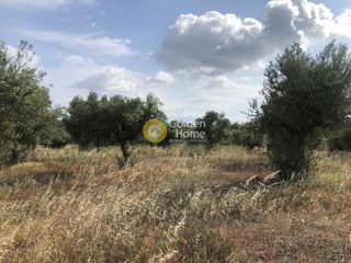 Αγροτεμάχια 3.500 τ.μ. πρός πώληση, Μεσσηνία, Άριο-thumb-12