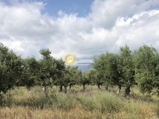 Αγροτεμάχια 3.500 τ.μ. πρός πώληση, Μεσσηνία, Άριο-thumb-13
