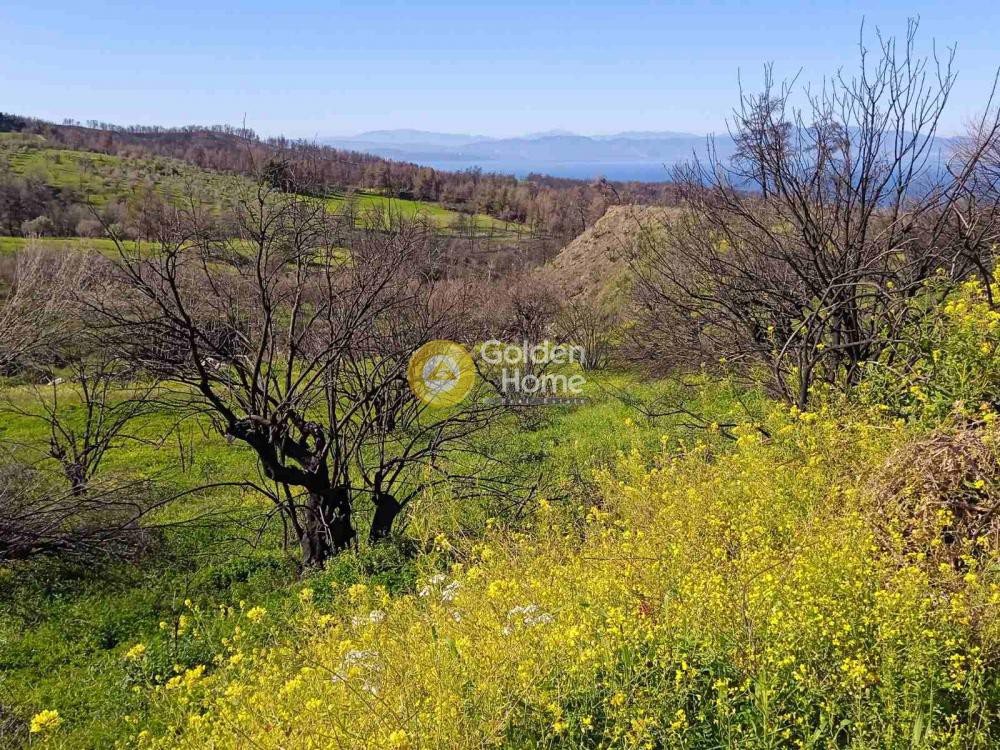 Οικόπεδο 4.250 τ.μ. πρός πώληση, Εύβοια, Λίμνη