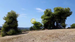 Οικόπεδο 4.000 τ.μ. πρός πώληση, Αργολίδα, Κρανίδι-thumb-3