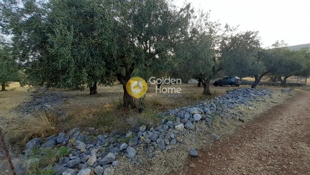 Αγροτεμάχια 2.540 τ.μ. προς πώληση, Τριταία Ιτέας