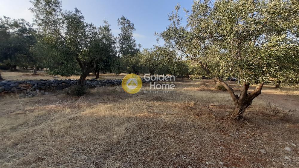 Αγροτεμάχια 2.540 τ.μ. προς πώληση, Τριταία Ιτέας