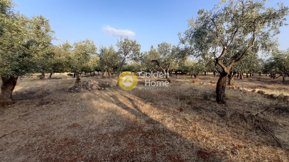 Αγροτεμάχια 2.540 τ.μ. προς πώληση, Τριταία Ιτέας