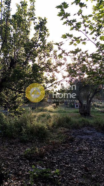 Αγροτεμάχια 4.000 τ.μ. προς πώληση, Χρισσό