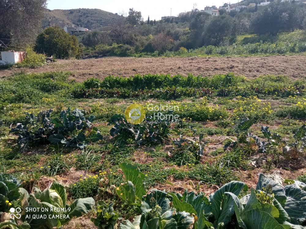 Αγροτεμάχια 2.856 τ.μ. προς πώληση, Κουσές