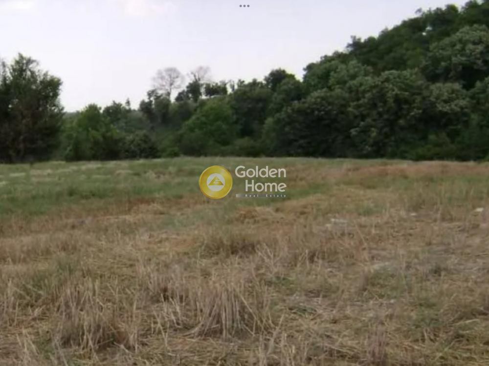 Αγροτεμάχια 65.000 τ.μ. προς πώληση, Ανδρομάχη