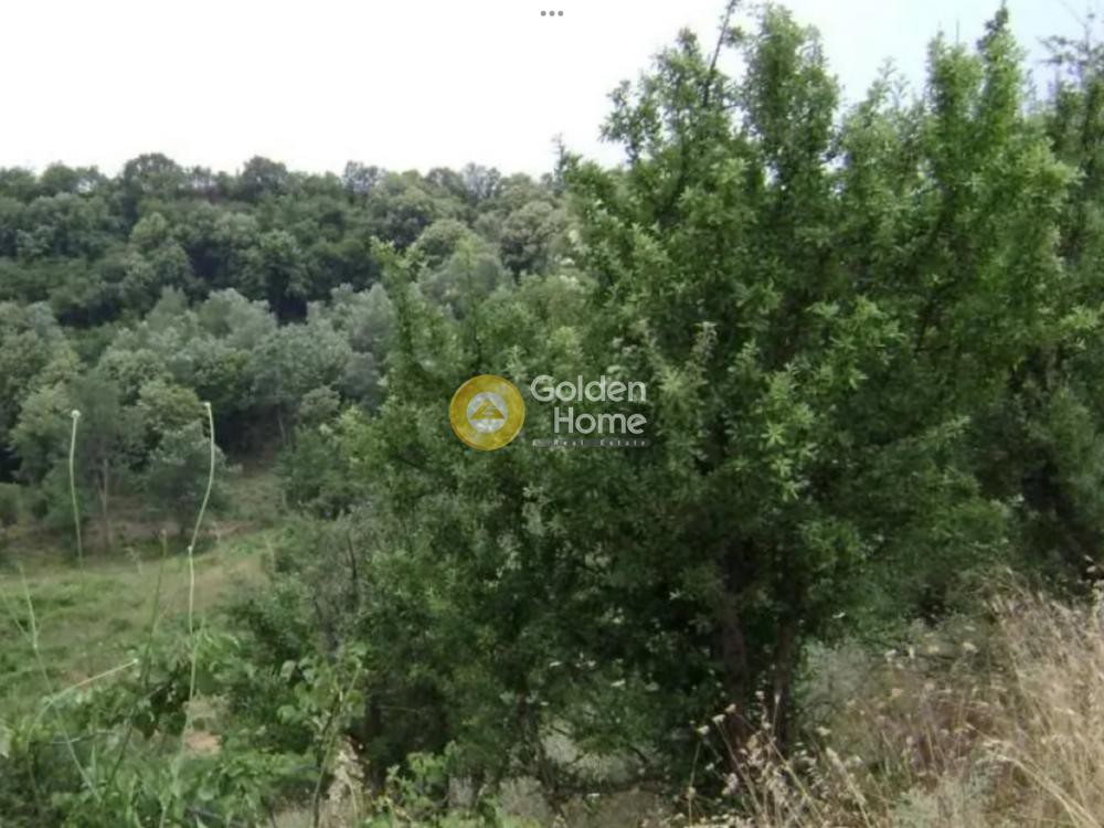 Αγροτεμάχια 65.000 τ.μ. προς πώληση, Ανδρομάχη