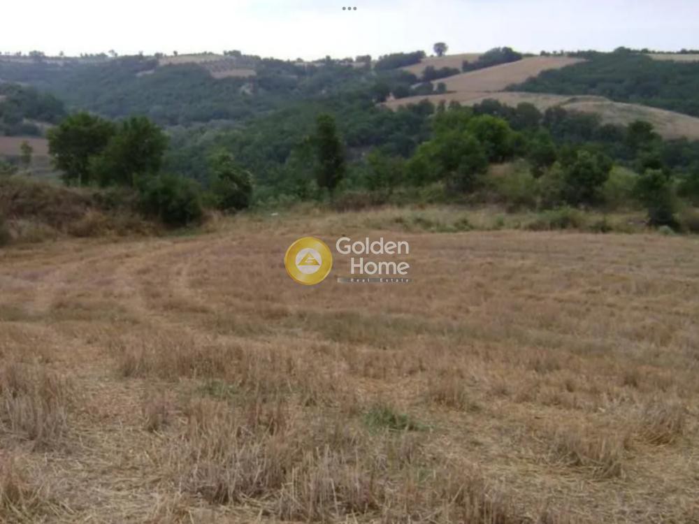 Αγροτεμάχια 65.000 τ.μ. προς πώληση, Ανδρομάχη