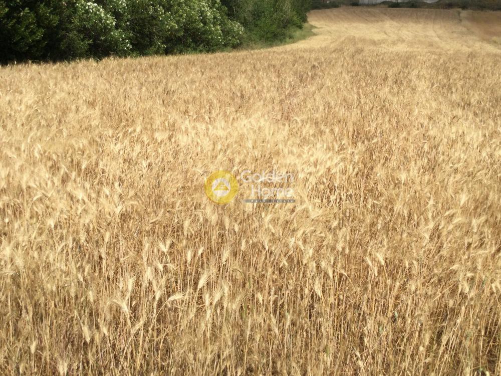 Αγροτεμάχια 9.000 τ.μ. προς πώληση, Νέα Φώκαια Κασσάνδρας