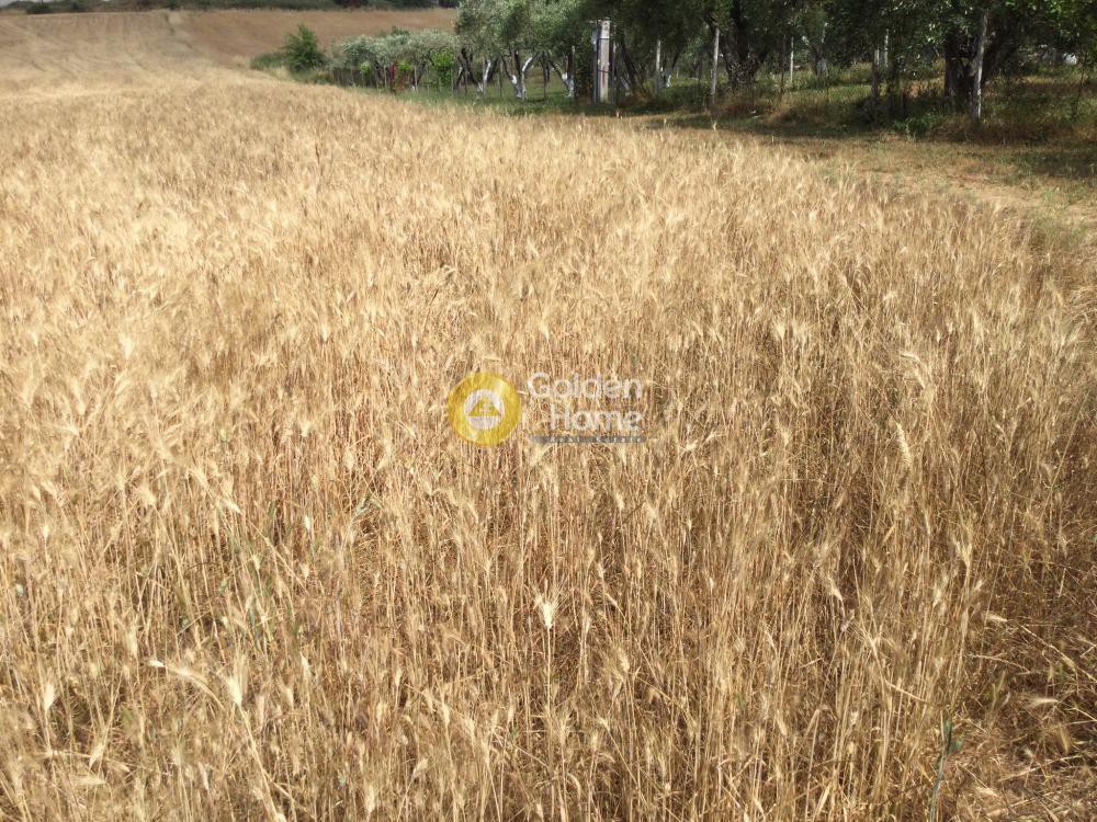 Αγροτεμάχια 9.000 τ.μ. προς πώληση, Νέα Φώκαια Κασσάνδρας