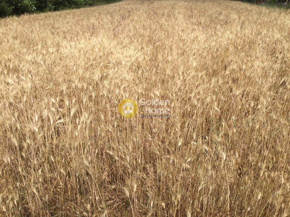 Αγροτεμάχια 9.000 τ.μ. προς πώληση, Νέα Φώκαια Κασσάνδρας