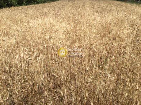 Αγροτεμάχια 9.000τ.μ. για πώληση-Κασσάνδρα » Νέα φώκαια