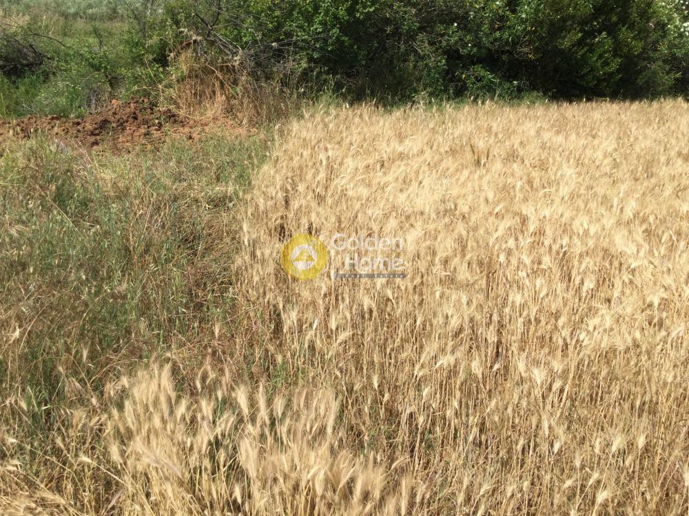 Αγροτεμάχια 9.000 τ.μ. προς πώληση, Νέα Φώκαια Κασσάνδρας