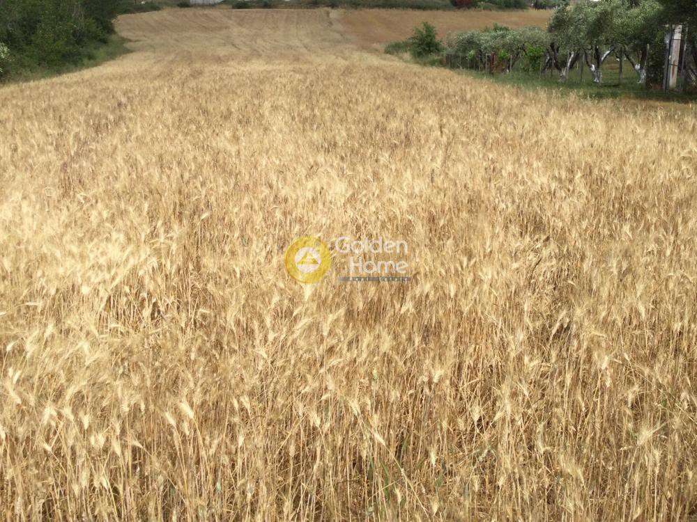 Αγροτεμάχια 9.000 τ.μ. προς πώληση, Νέα Φώκαια Κασσάνδρας