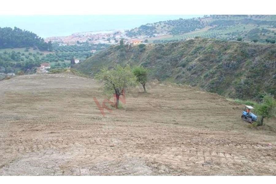 Αγροτεμάχια 11.500 τ.μ. προς πώληση, Νέα Σκιώνη