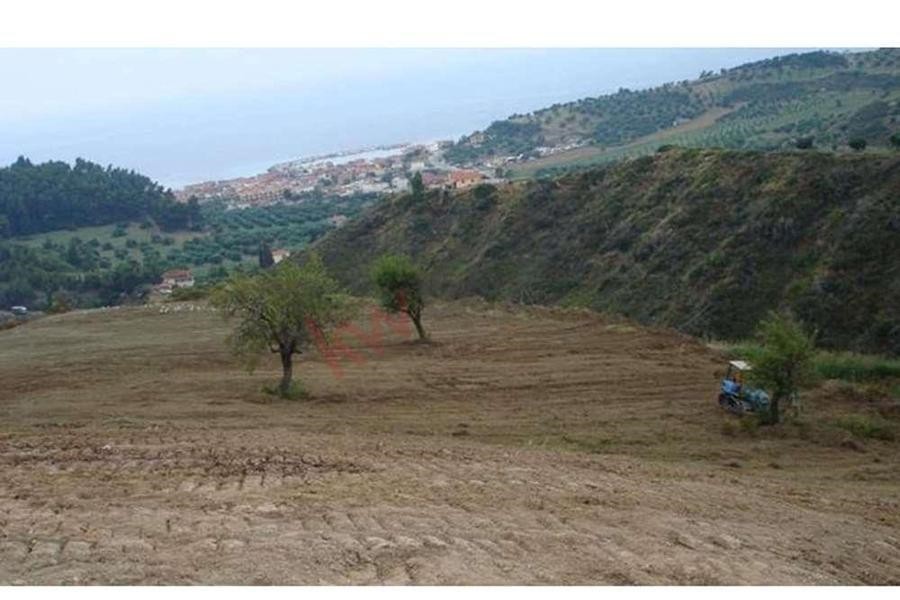 Αγροτεμάχια 11.500 τ.μ. προς πώληση, Νέα Σκιώνη