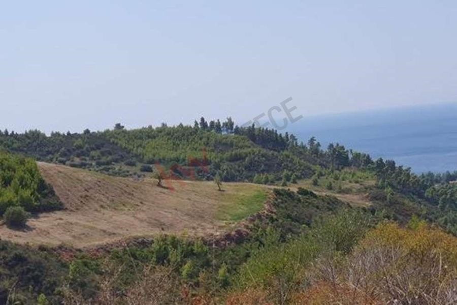 Αγροτεμάχια 11.500 τ.μ. προς πώληση, Νέα Σκιώνη