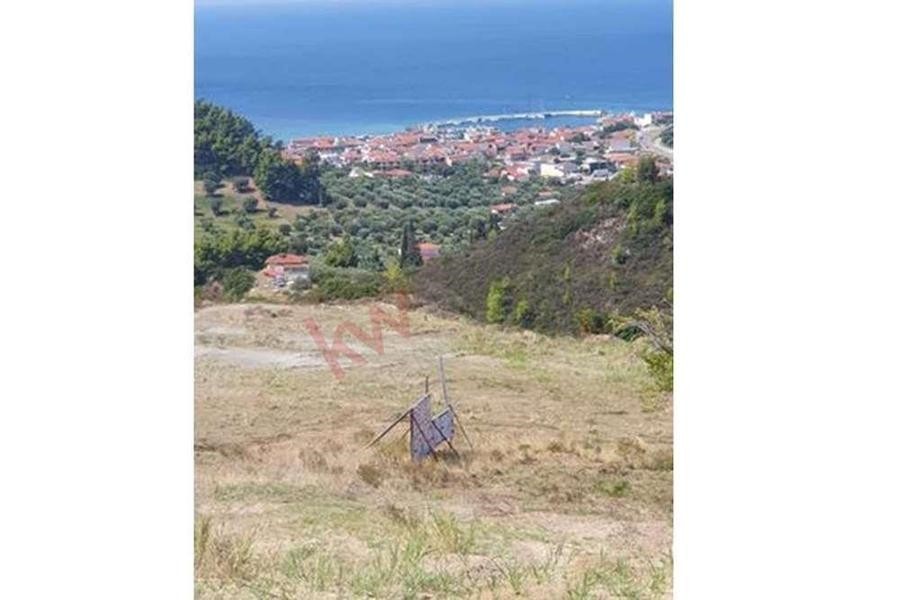 Αγροτεμάχια 11.500 τ.μ. προς πώληση, Νέα Σκιώνη