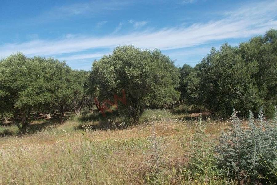 Αγροτεμάχια 38.500 τ.μ. προς πώληση, Άγιος Παντελεήμονας Μουδανιών