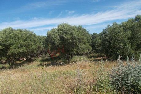 Αγροτεμάχια 38.500τ.μ. για πώληση-Μουδανιά