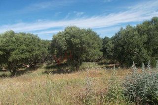 Αγροτεμάχια 38.500 τ.μ. για πώληση