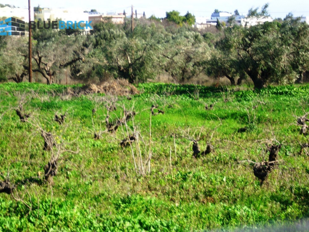 Parcel 5.000 sqm for sale, Pikermi