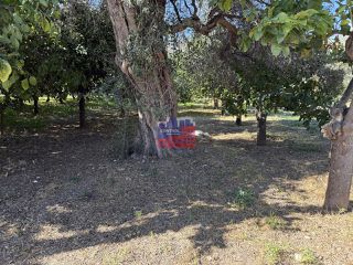 Αγροτεμάχια 300 τ.μ. για πώληση