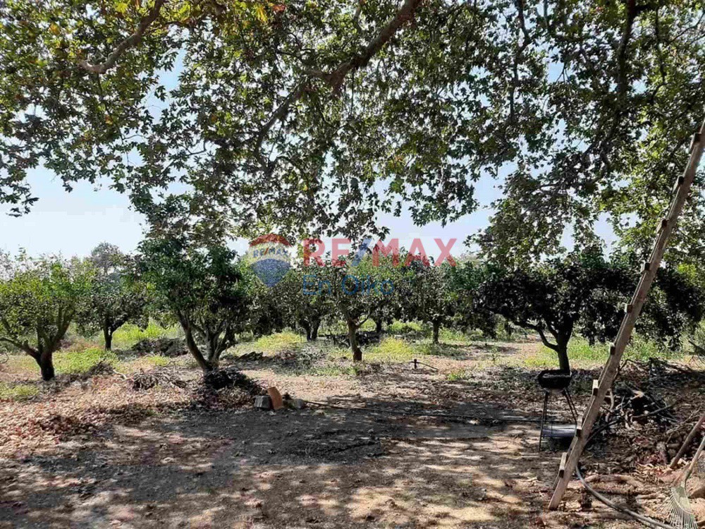 Αγροτεμάχια 14.100 τ.μ. προς πώληση, Γαστούνη