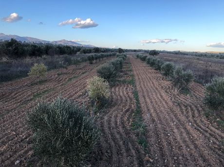 Parcel 2.500sqm for sale-Paiania