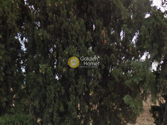 Αγροτεμάχια 5.000 τ.μ. για πώληση, Χαλκιδική, Κασσάνδρα