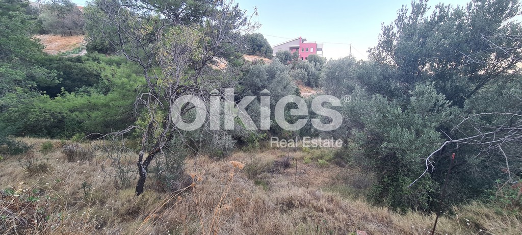 Αγροτεμάχια 373 τ.μ. προς πώληση, Ομηρούπολη