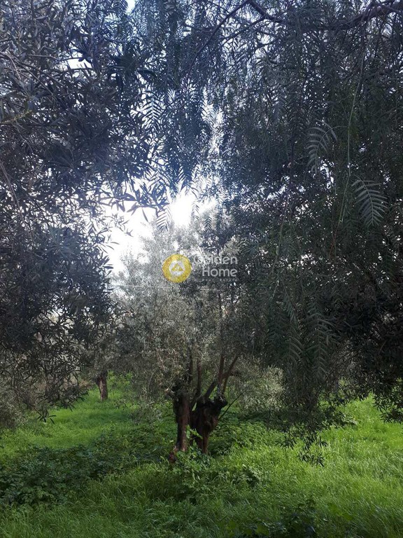 Οικόπεδο 4.833 τ.μ. προς πώληση, Νησέλια