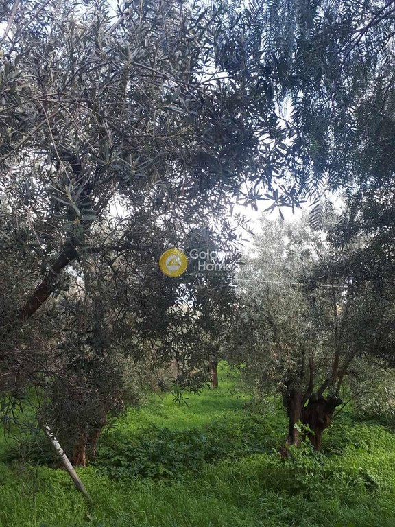 Οικόπεδο 4.833 τ.μ. προς πώληση, Νησέλια