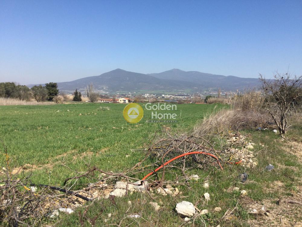 Αγροτεμάχια 7.714 τ.μ. προς πώληση, Σουρωτή