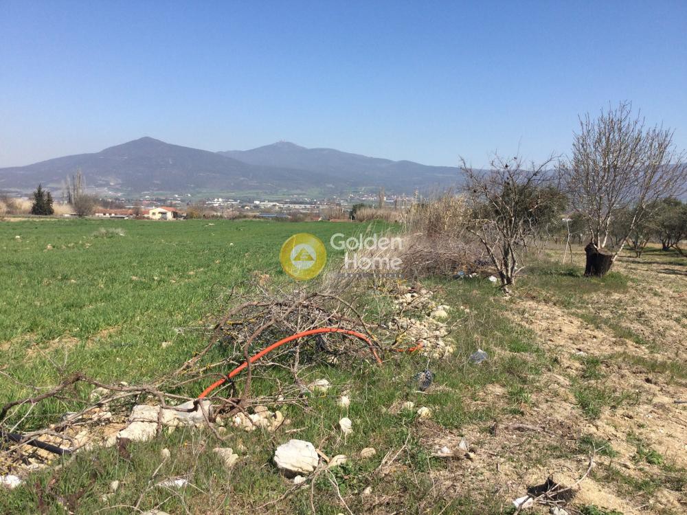 Αγροτεμάχια 7.714 τ.μ. προς πώληση, Σουρωτή