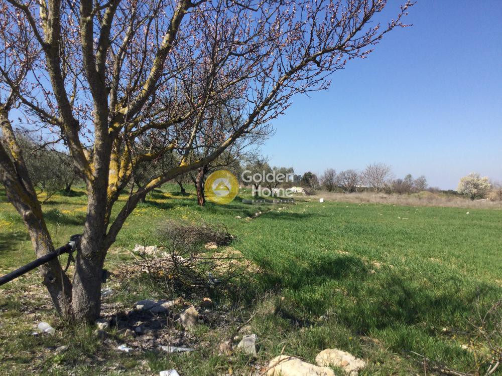 Αγροτεμάχια 7.714 τ.μ. προς πώληση, Σουρωτή