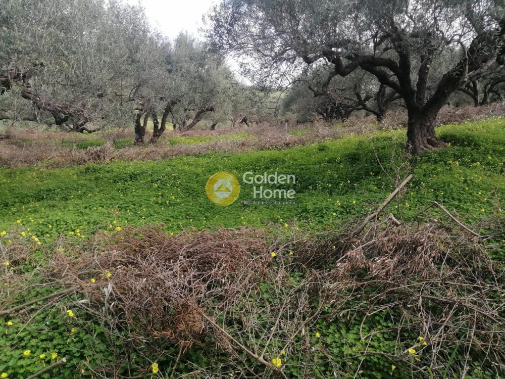 Αγροτεμάχια 3.000 τ.μ. προς πώληση, Σκαλάνι