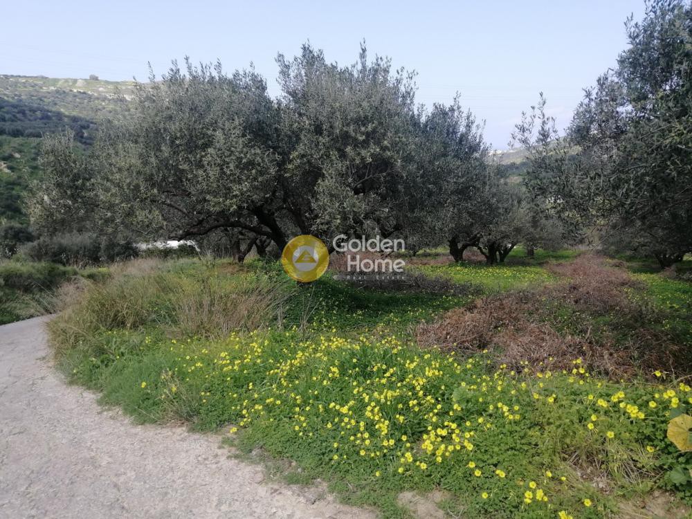 Αγροτεμάχια 3.000 τ.μ. προς πώληση, Σκαλάνι