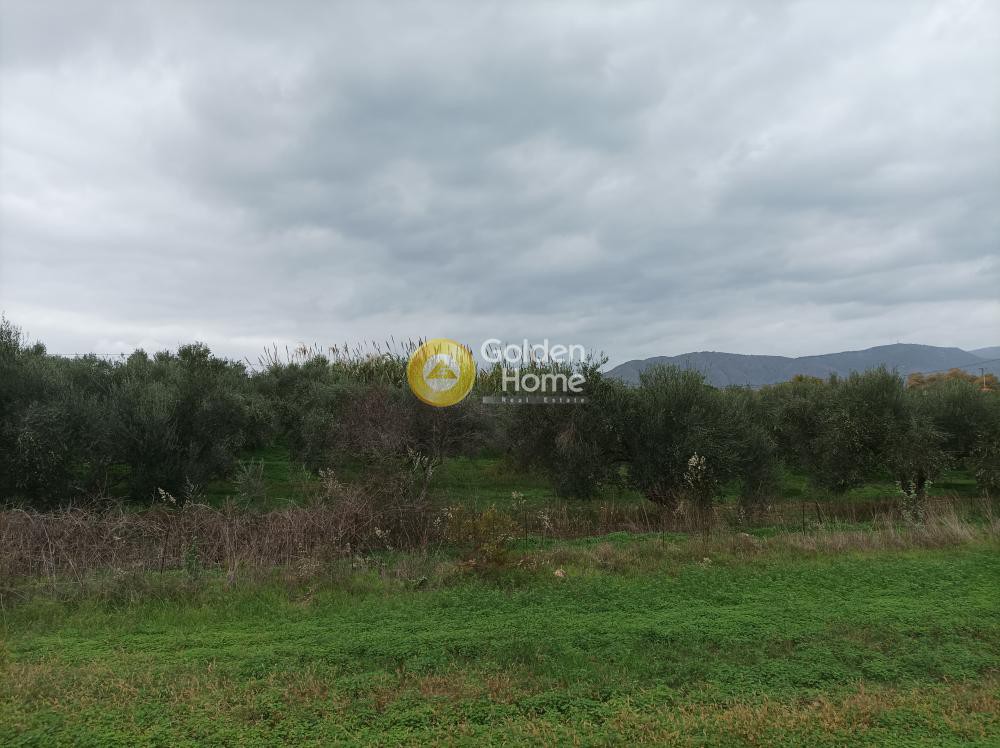 Οικόπεδο 11.810 τ.μ. προς πώληση, Ασπρουλιάνοι