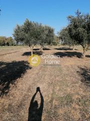 Αγροτεμάχια 9.000 τ.μ. για πώληση