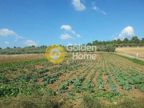 Οικόπεδο 5.000 τ.μ. προς πώληση, Εύβοια, Μεσσαπία
