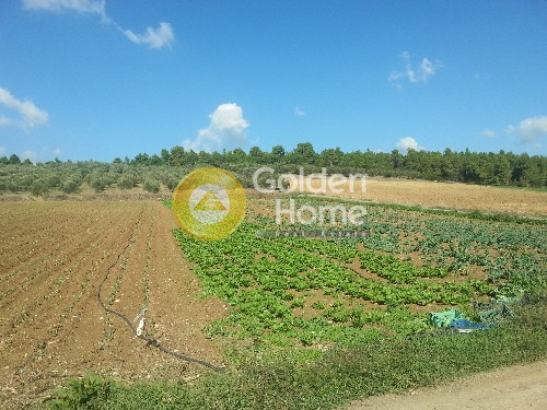 Οικόπεδο 5.000 τ.μ. προς πώληση, Εύβοια, Μεσσαπία
