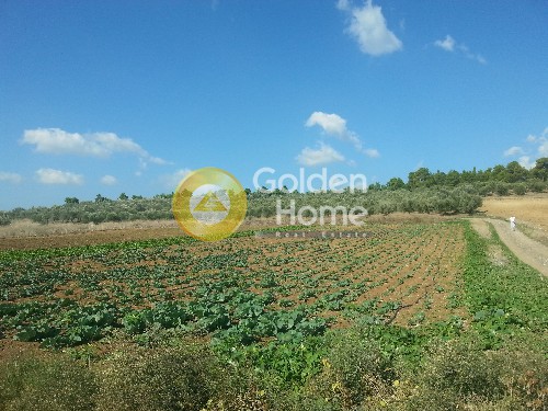 Οικόπεδο 5.000 τ.μ. προς πώληση, Εύβοια, Μεσσαπία